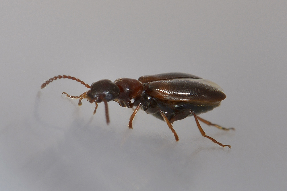 Anthicidae:  Omonadus floralis